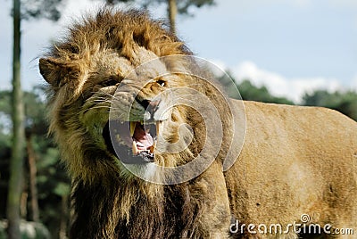Angry lion Stock Photo