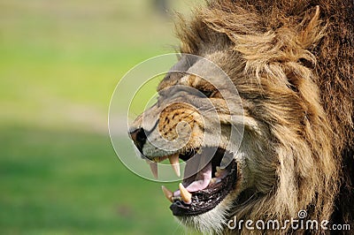 Angry lion Stock Photo