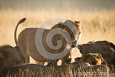 Angry lion Stock Photo