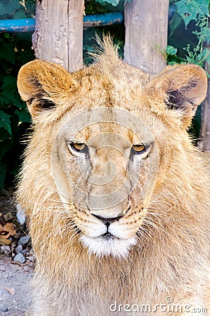 Angry lion Stock Photo