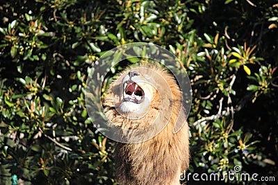 Angry lion roaring, with furry mane showing its teeth Stock Photo