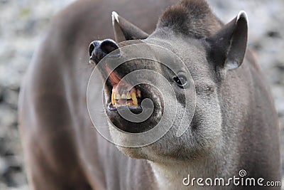 angry-lowland-tapir-detail-agry-35264156