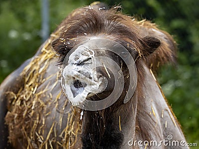 angry male Bactrian camel, Camelus bactrianus, with foam at the mouth Stock Photo