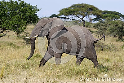 Angry male Elephant Stock Photo