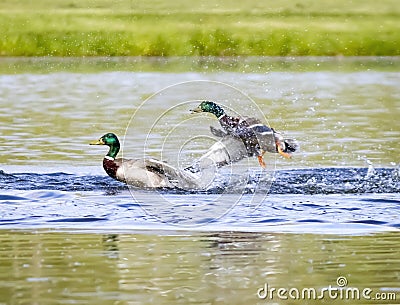 Angry Mallard Duck Launches At Competitor Stock Photo