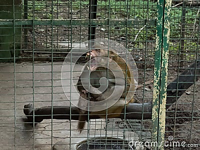 Angry Monkey in a Cage Stock Photo