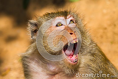 Angry monkey Stock Photo