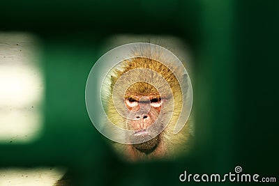 Angry monkey seen from gate Stock Photo