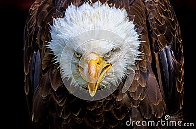An angry north american bald eagle Stock Photo