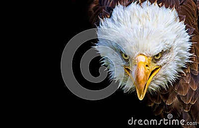 Angry north american bald eagle on black background Stock Photo