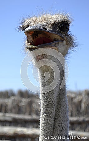 Angry Ostrich Close up portrait, Close up ostrich head.ostrich bird head and neck front portrait in park Stock Photo