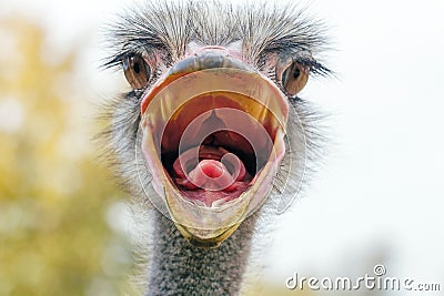 Angry Ostrich Close up portrait, Close up ostrich head Struthio camelus Stock Photo