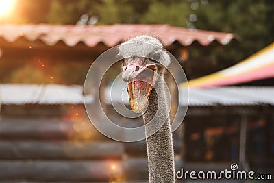 Angry Ostrich head, funny Ostrich. aggressive Ostrich. angry bird. nature and wildlife concept. animals and birds background Stock Photo