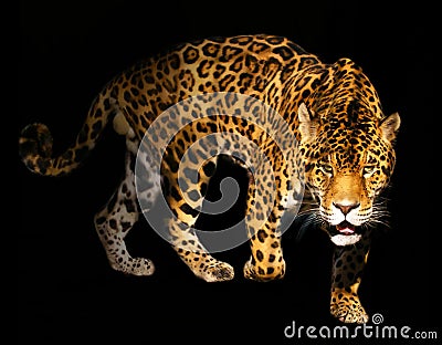 Angry Panther Stock Photo