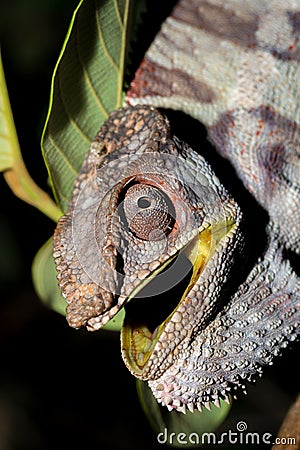 Angry panther chameleon Furcifer pardalis Stock Photo