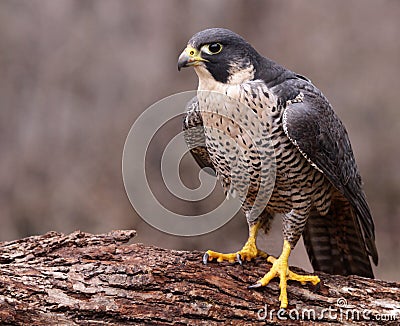 Angry Peregrine Falcon Stock Photo