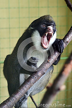 Angry Primate Stock Photo