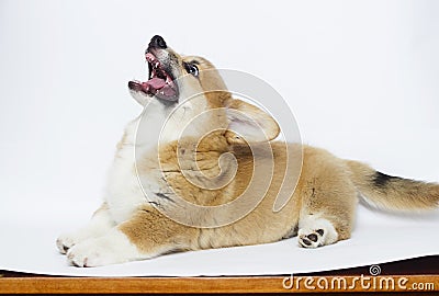 Angry puppy shows teeth, welsh corgi Stock Photo