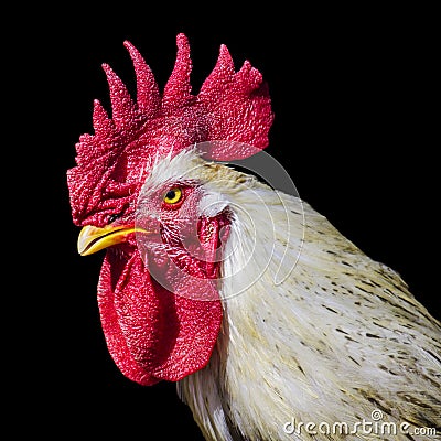 Angry Rooster Stock Photography - Image: 31144282