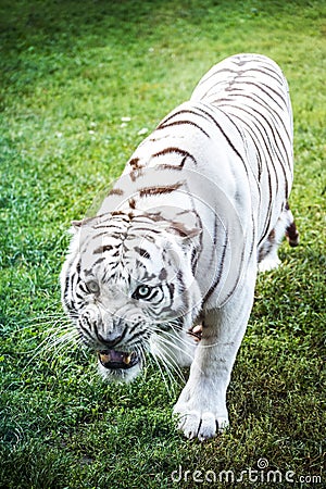 Angry White Tiger Stock Photo