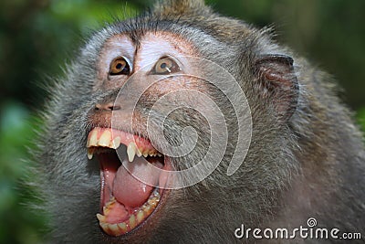Angry wild monkey (long-tailed Stock Photo
