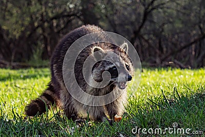 Angry Wild Raccoon Stock Photo