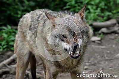 Angry wolf Stock Photo