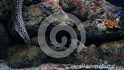 Anguilles de mer dans l'aquarium, décoration d'aquarium Moray Eel dans l'aquarium banque de vidéos Anguilles de mer dans l'aquarium, décoration d'aquarium Moray Eel dans l'aquarium banque de vidéos