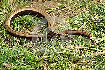 Anguis fragilis Stock Photo