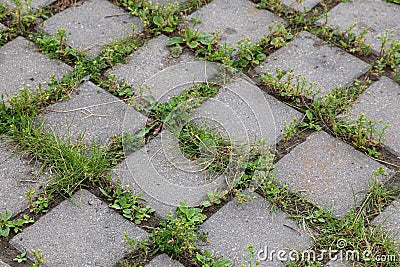 Angular view of grey paving tile with green grass in gaps Stock Photo