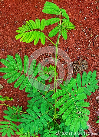 Angular view of prickly weed shot Stock Photo