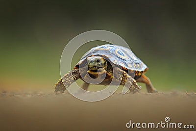 Angulate tortoise, Chersina angulata, on the orange gravel road. Turtle in the green forest habitat, Kruger NP, South Africa. Face Stock Photo