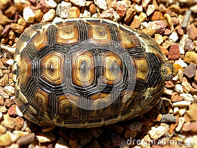 Angulate Tortoise 4 Stock Photo