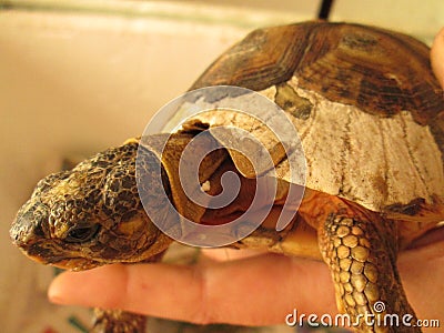 Angulate Tortoise With Damaged Shell. Stock Photo