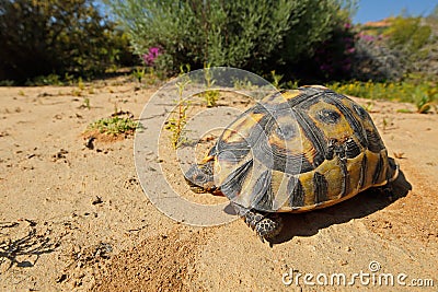 Angulate tortoise - South Africa Stock Photo