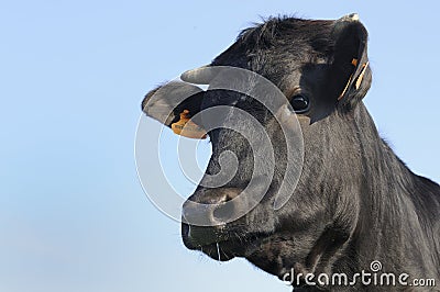 Angus bull standing in young sagebrush Stock Photo
