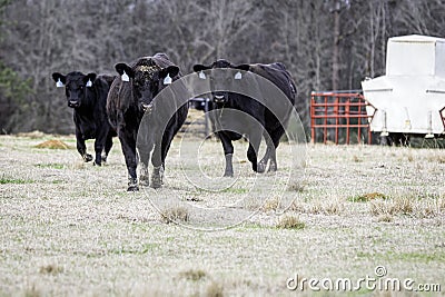3 ANgus cows w creep feeder Stock Photo