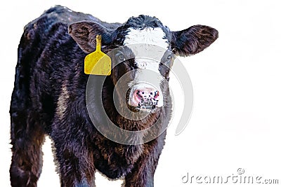 Angus crossbred calf facing forward - isolated Stock Photo
