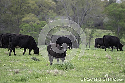 Angus crossbred cattle in early spring pasture Stock Photo