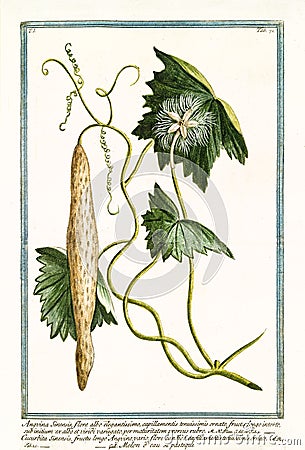 Angvina sinensis Trichosanthes cucumerina Cartoon Illustration