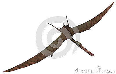 Anhanguera prehistoric bird - 3D render Stock Photo