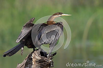 Anhinga Stock Photo