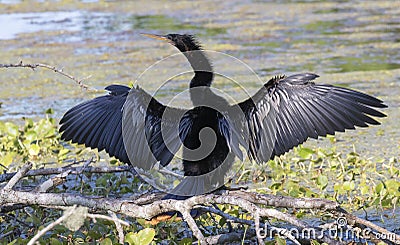 The anhinga Anhinga anhinga drying his wings Stock Photo