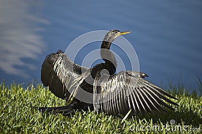 Anhinga bird Stock Photo