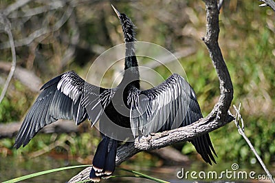 Anhinga bird Stock Photo