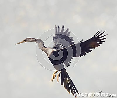 Anhinga bird landing Stock Photo