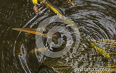 Anhinga Bird in the Water Stock Photo