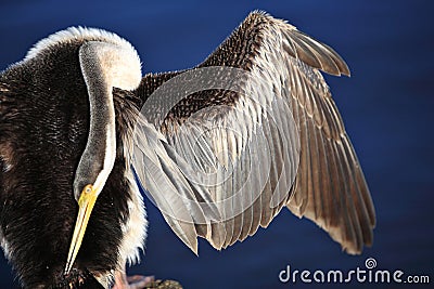 Anhinga, Black Swan Lake in Perth, Australia Stock Photo