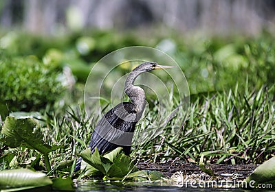 Anhinga Darter, Okefenokee Swamp National Wildlife Refuge