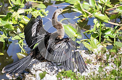 Anhinga dries its wings Stock Photo